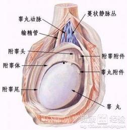 睾丸按摩 在线视频,专业指导，轻松掌握男性健康保健技巧